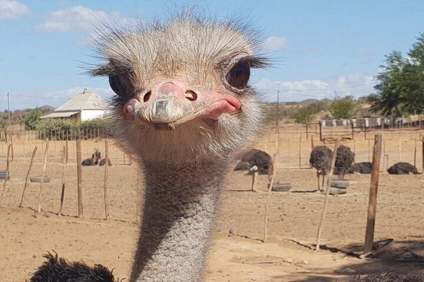 Skip the Line: Highgate Ostrich Farm Tour Ticket 4