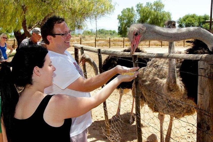 Una persona alimentando a un avestruz en un recinto de un zoológico. 1