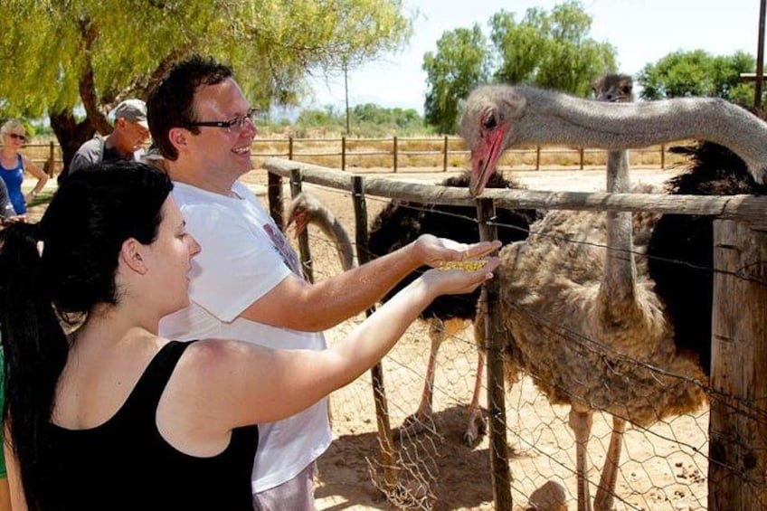 En person fodrer en strudse i en zoologisk have. 1