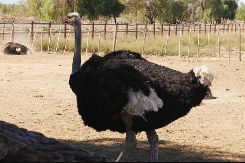 Skip the Line: Highgate Ostrich Farm Tour Ticket 3
