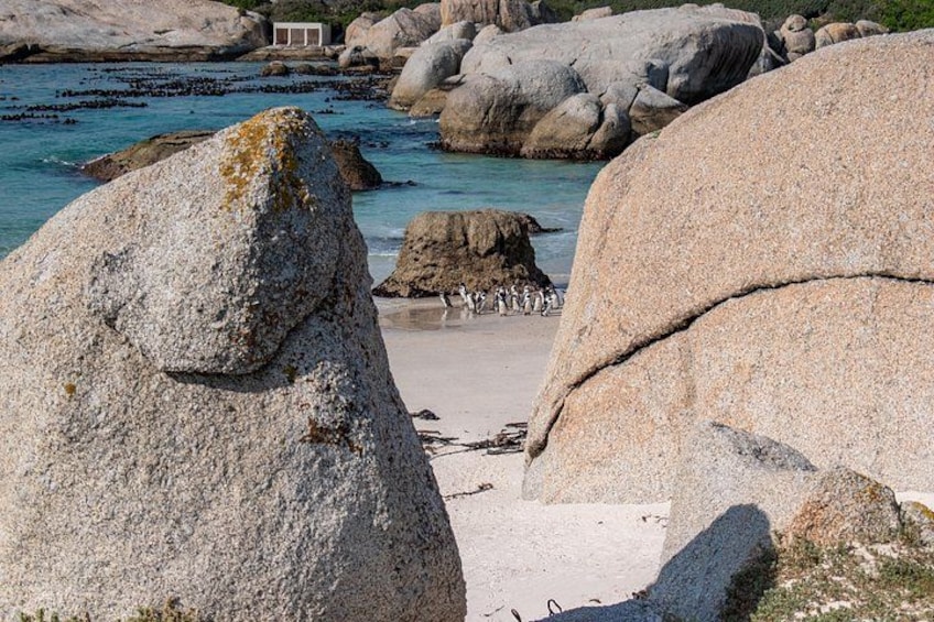 Cape of Good Hope and Boulders Penguins Day Tour from Cape Town 2