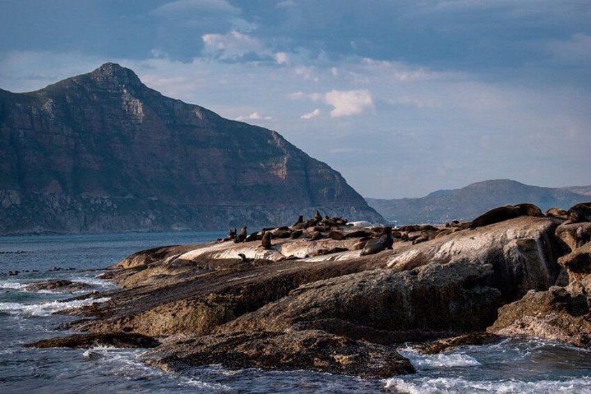 Cape of Good Hope and Boulders Penguins Day Tour from Cape Town 3