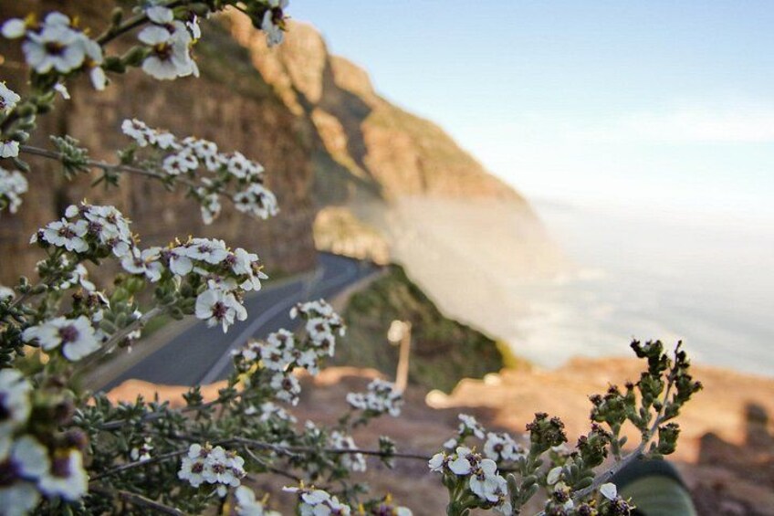 Cape of Good Hope and Boulders Penguins Day Tour from Cape Town 2
