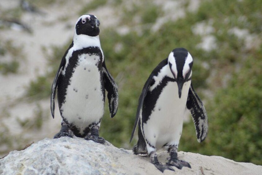 Cape Town Private Tour: Cape of Good hope & Boulders Penguins 1