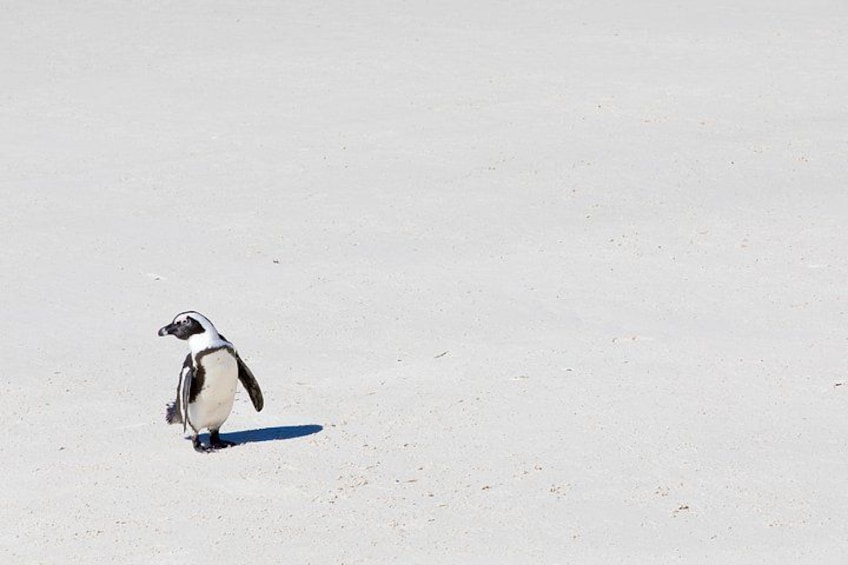 Een pinguïn op een zandige ondergrond. 4