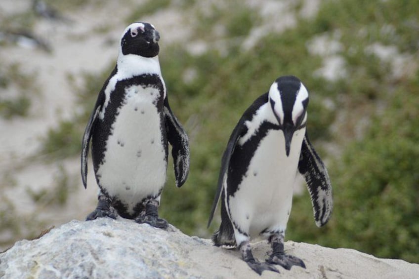 Twee pinguïns staan op een rots, met een onscherpe groene achtergrond. 1