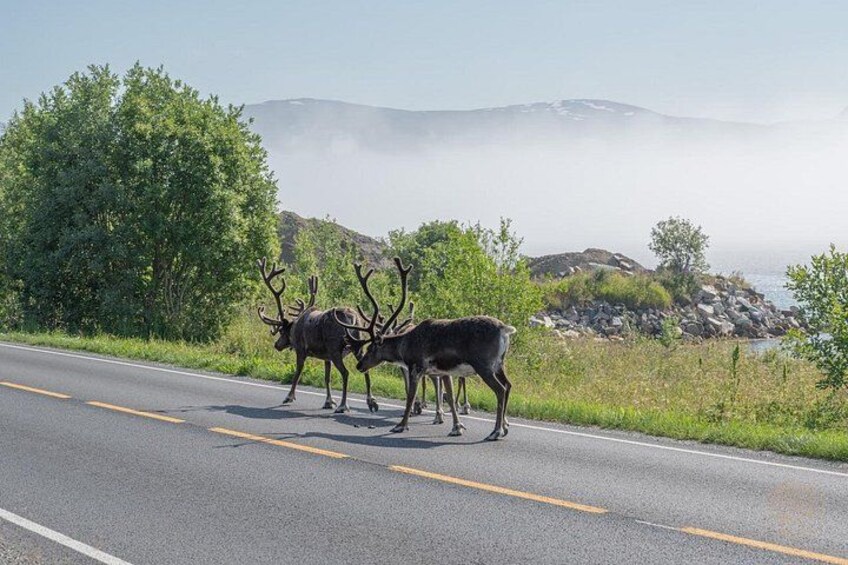 A road with elk crossing, surrounded by greenery and mountains. 4