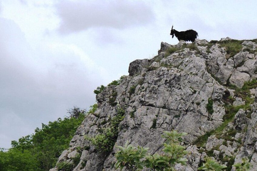 A goat on a rocky mountain peak with greenery at the base. 2