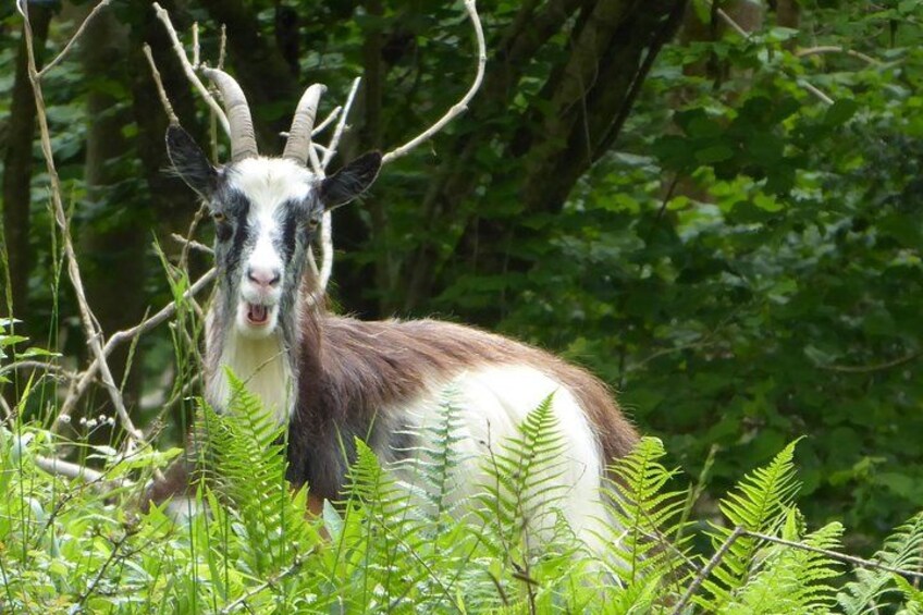 Wild goats and sheep live on the gorge 2