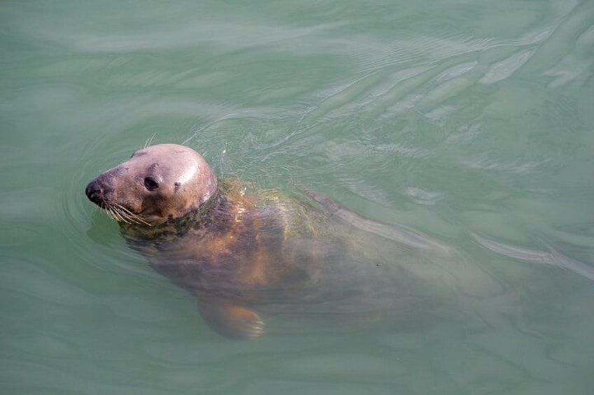 Meet The Local Seals 3