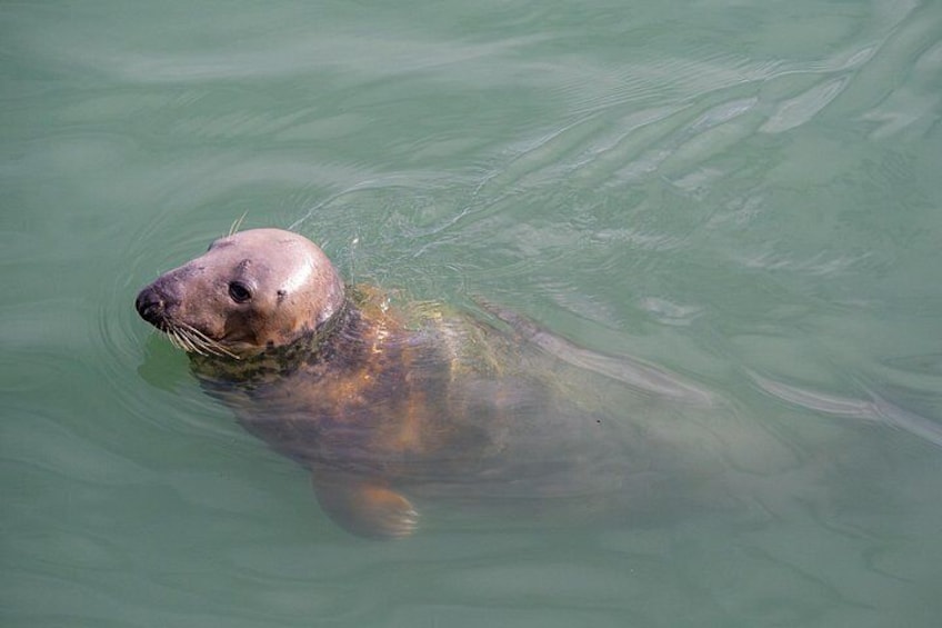 Meet The Local Seals 4