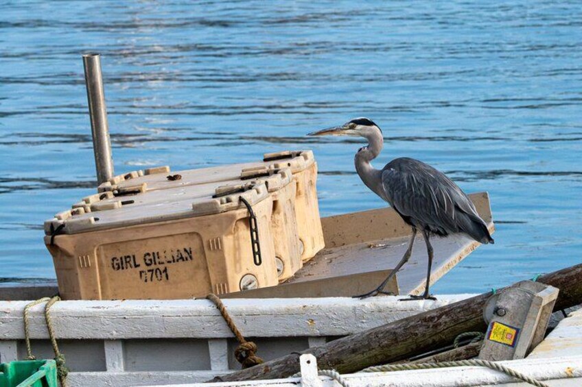 Meet The Local seabirds 2