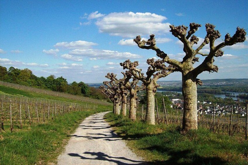 Excursion from Frankfurt to Rüdesheim - Half day 3
