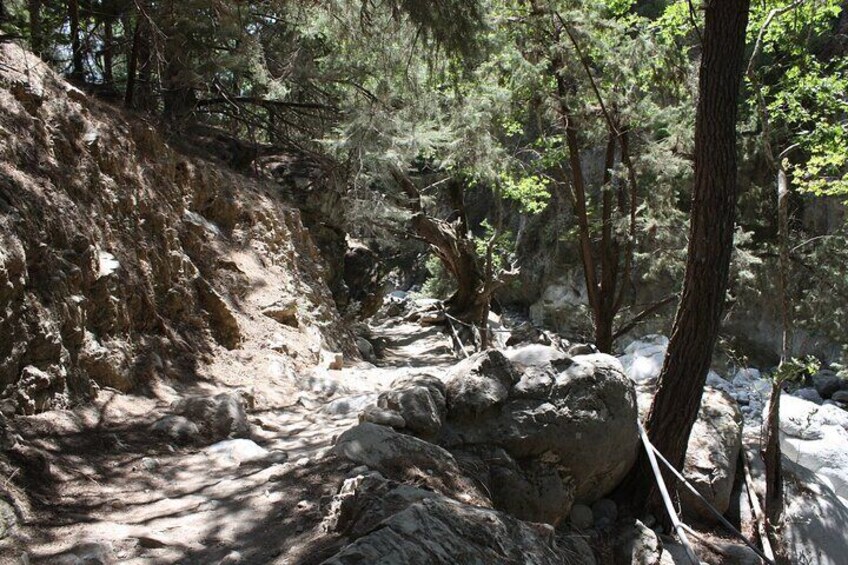 A rocky trail in a forested area with trees and large boulders. 5
