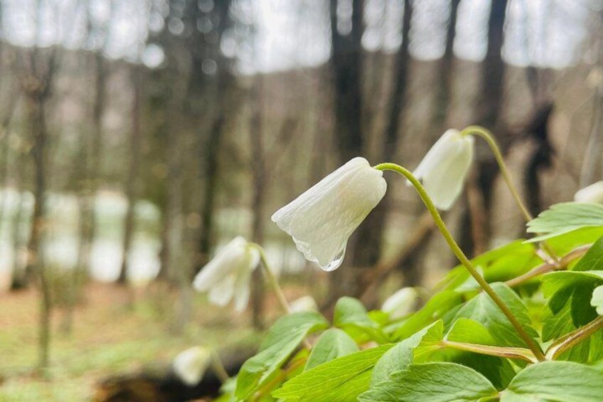 Una flor con forma de campana, un tallo verde y hojas en un bosque. 4