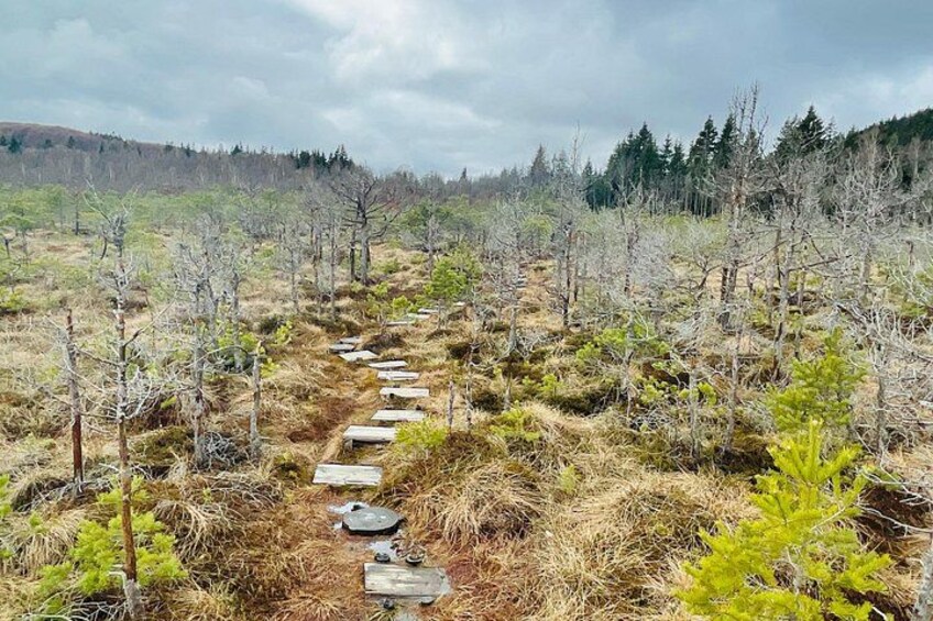 Un área boscosa con un sendero de piedra. 2
