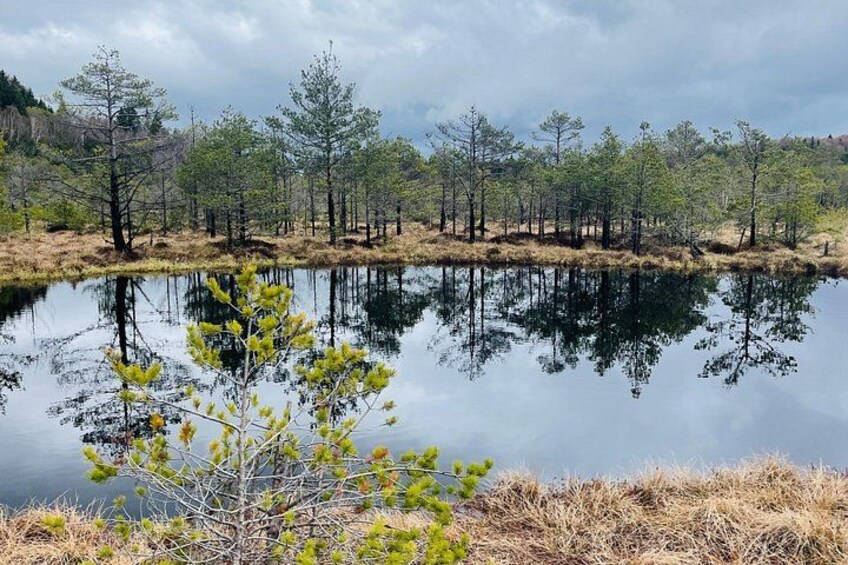 Un lago tranquilo con reflejos de árboles, rodeado de pasto seco y algunos arbustos verdes. 3