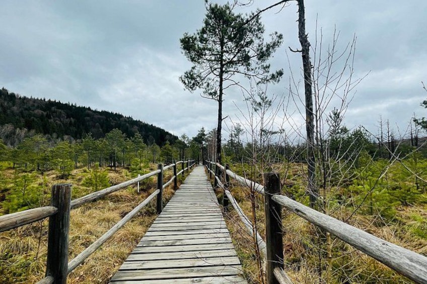 Un paseo marítimo de madera con barandas, rodeado de vegetación escasa y una colina boscosa al fondo. 5