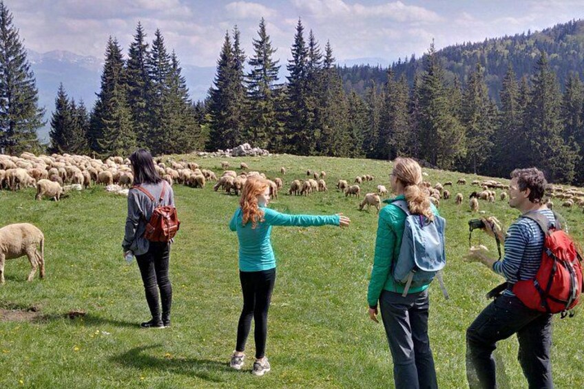 Piatra Craiului National Park Private Hiking Tour from Brasov 5