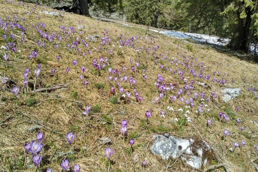 Piatra Craiului National Park Private Hiking Tour from Brasov 3