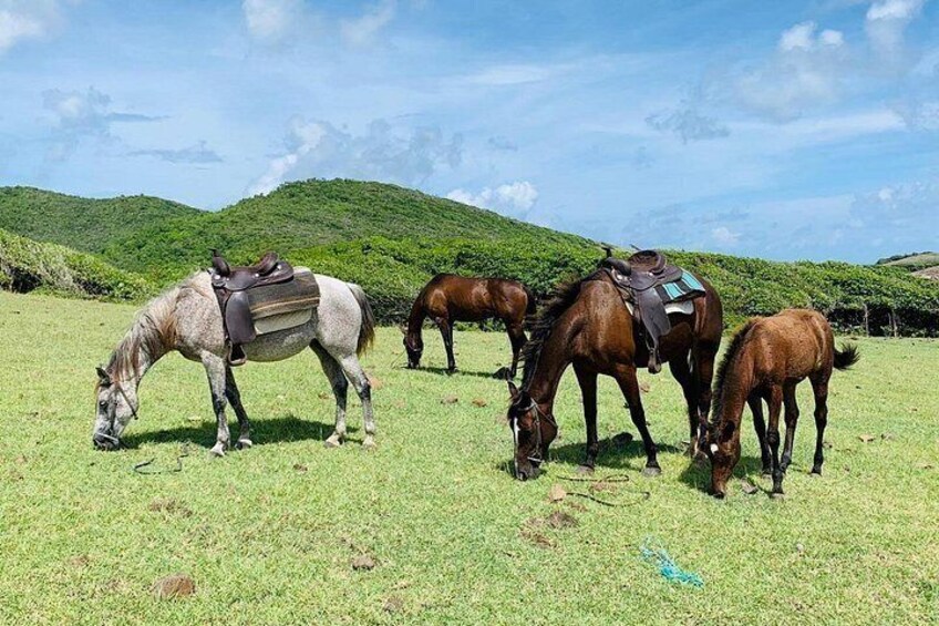 A group of horses grazing in a grassy field with a hilly landscape in the background. 3