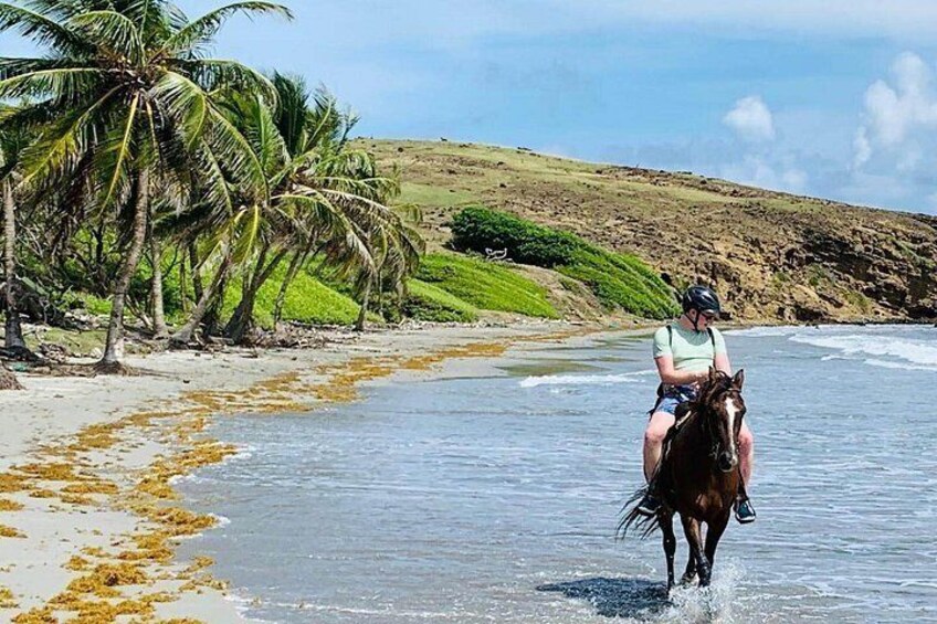 A person riding a horse along a beach with palm trees and a hilly landscape in the background. 2