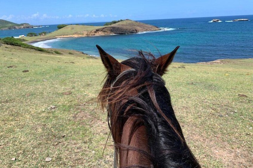 Cabeza de caballo con paisaje costero al fondo. 3