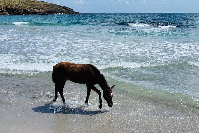 A brown horse grazing by the ocean. 5