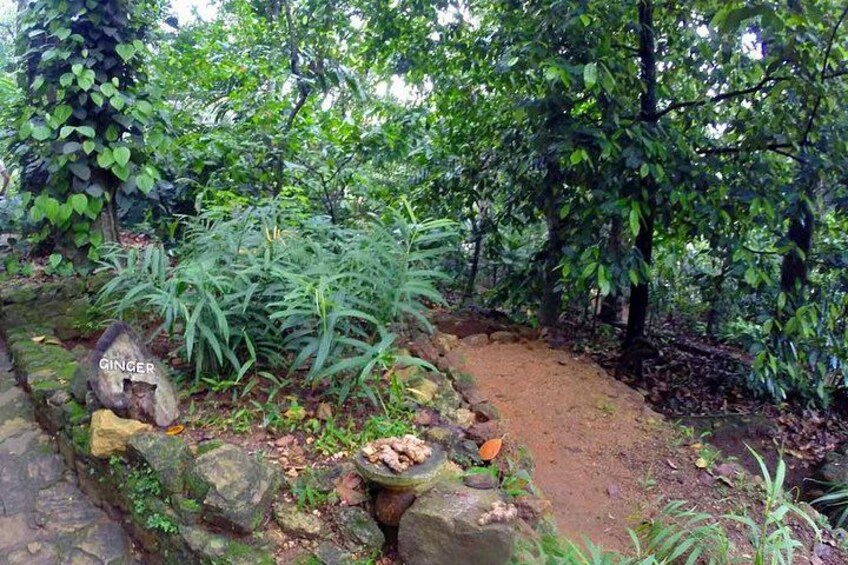 spice & herbal garden 2