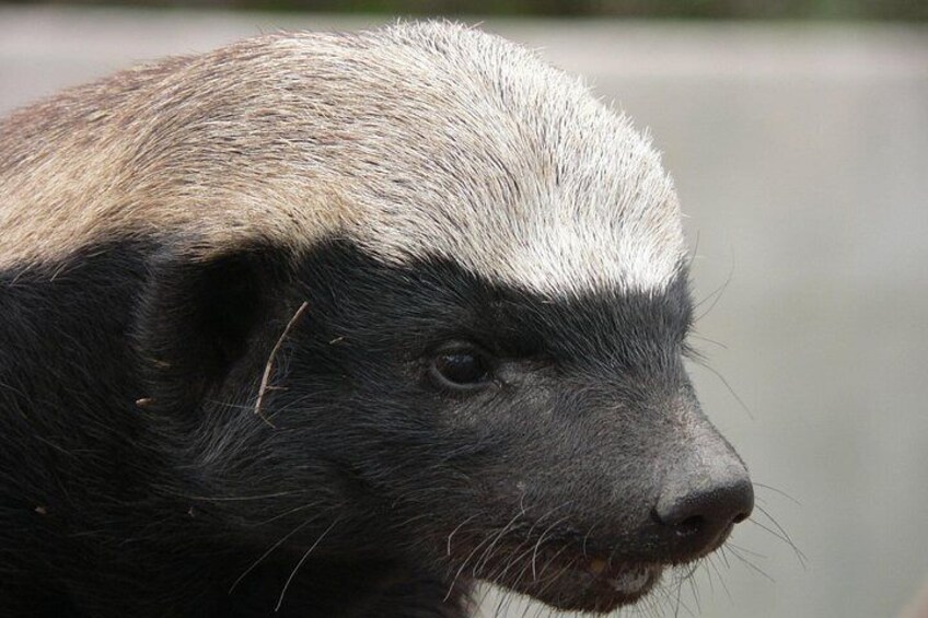 A close-up of a badger's head with a white and black fur pattern. 3