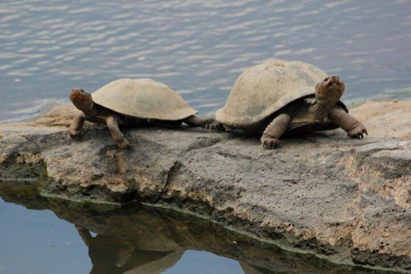 Two turtles on a rock by water. 2