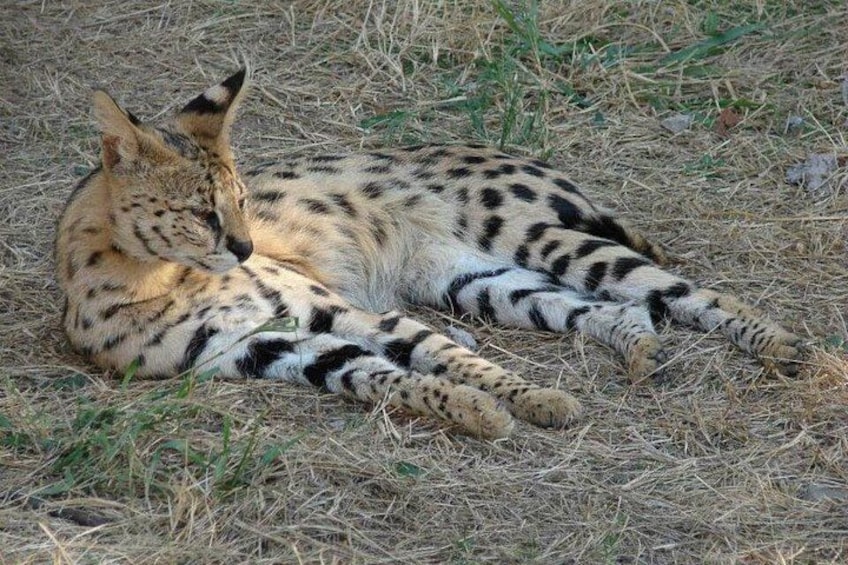Eine Serval, liegend auf trockenem Gras. 2