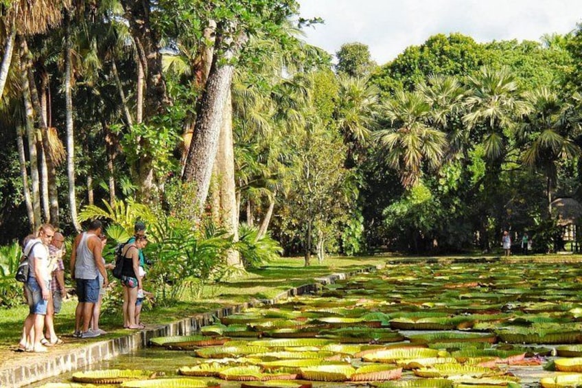 A garden with water features and palm trees. 3
