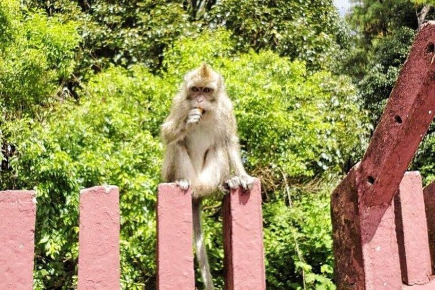 A monkey sitting on a red fence in a green, leafy environment. 5
