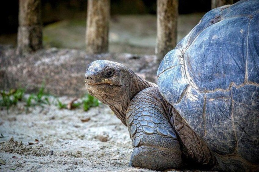 Tortoise on Ile aux Aigrettes 4