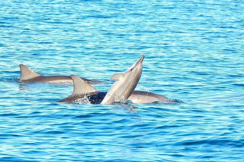 Swimming With Wild Dolphins 5