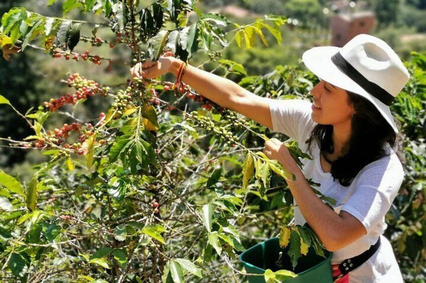 Coffee Private Tour in the beautiful Jardin town (Full-Day)