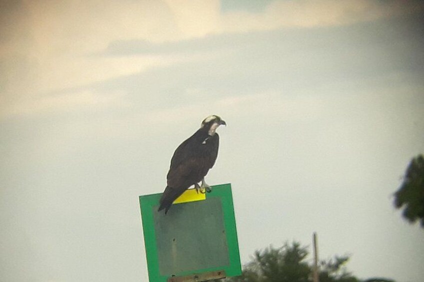 Osprey Eagle 1