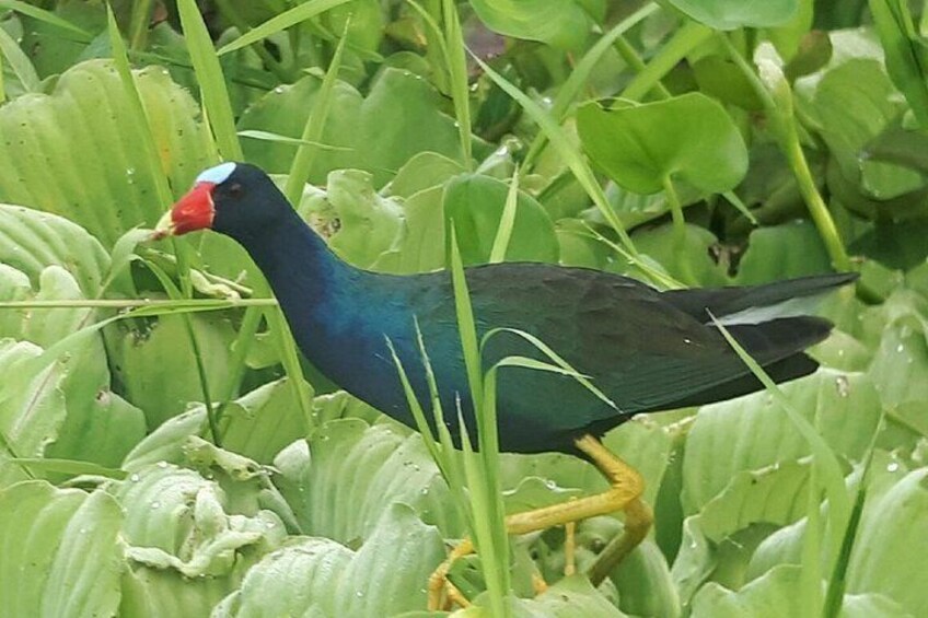 Purple Gallinule