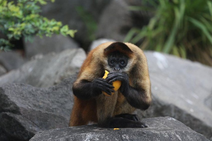 A monkey sitting on a rock, holding a banana. 1