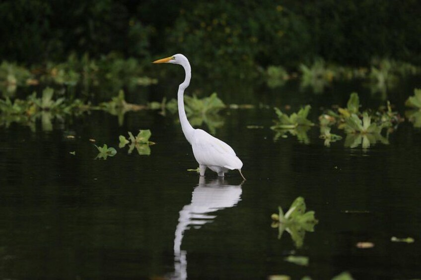 A white bird standing in water with green foliage in the background. 2