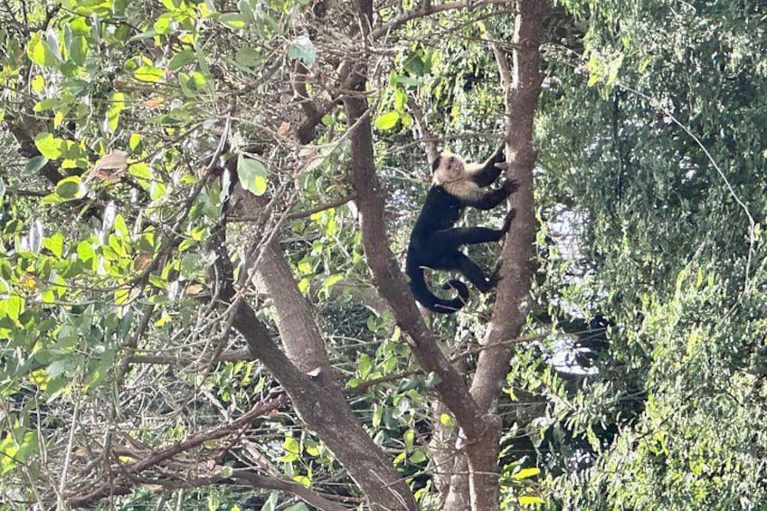 A monkey climbing a tree in a dense forest. 5