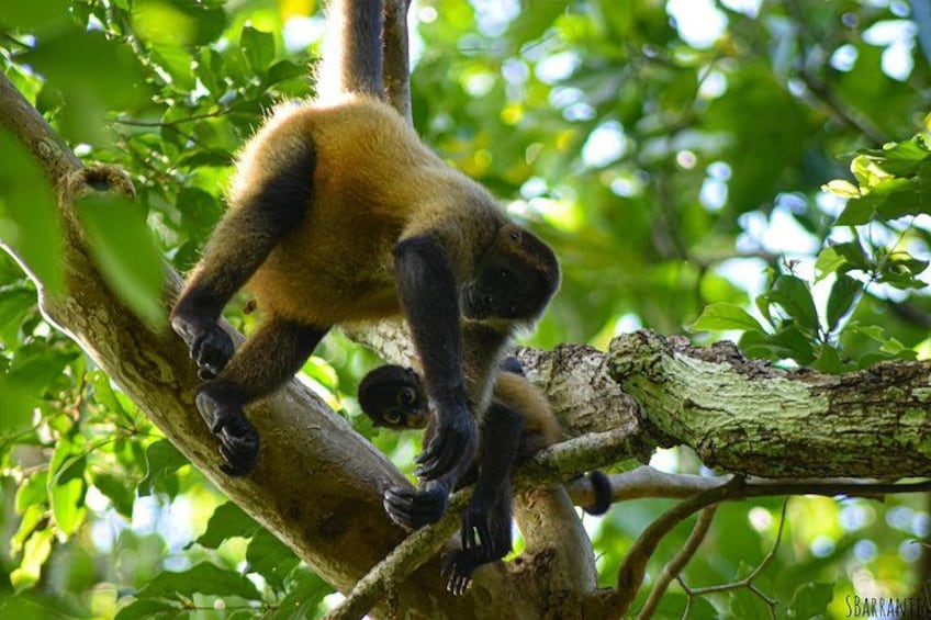 A monkey climbing a tree branch in a forest. 3