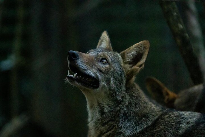 A wolf in a forest. 5