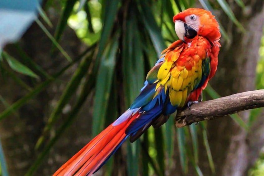 A colorful parrot perched on a branch. 4