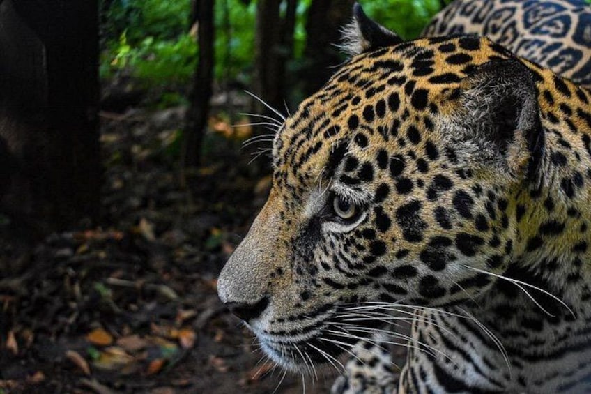 A jaguar in a forested area. 5