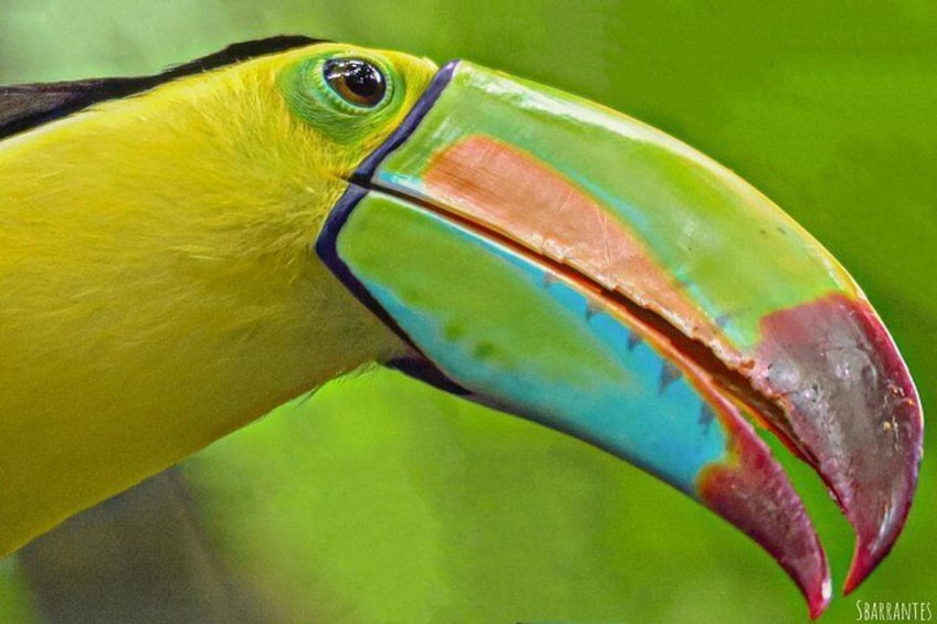 A toucan with a large, colorful beak. 2