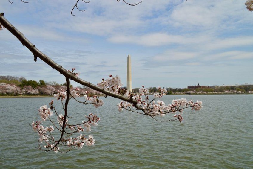 A branch with pink blossoms over water, with the Washington Monument in the background. 3