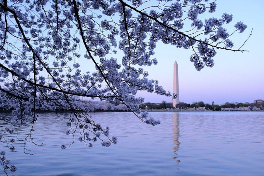 A body of water with a reflection of a tall monument, surrounded by trees with purple flowers. 1