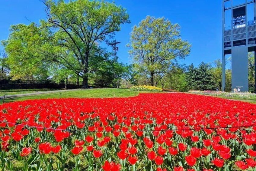 A field of red tulips, trees, and a modern building. 2